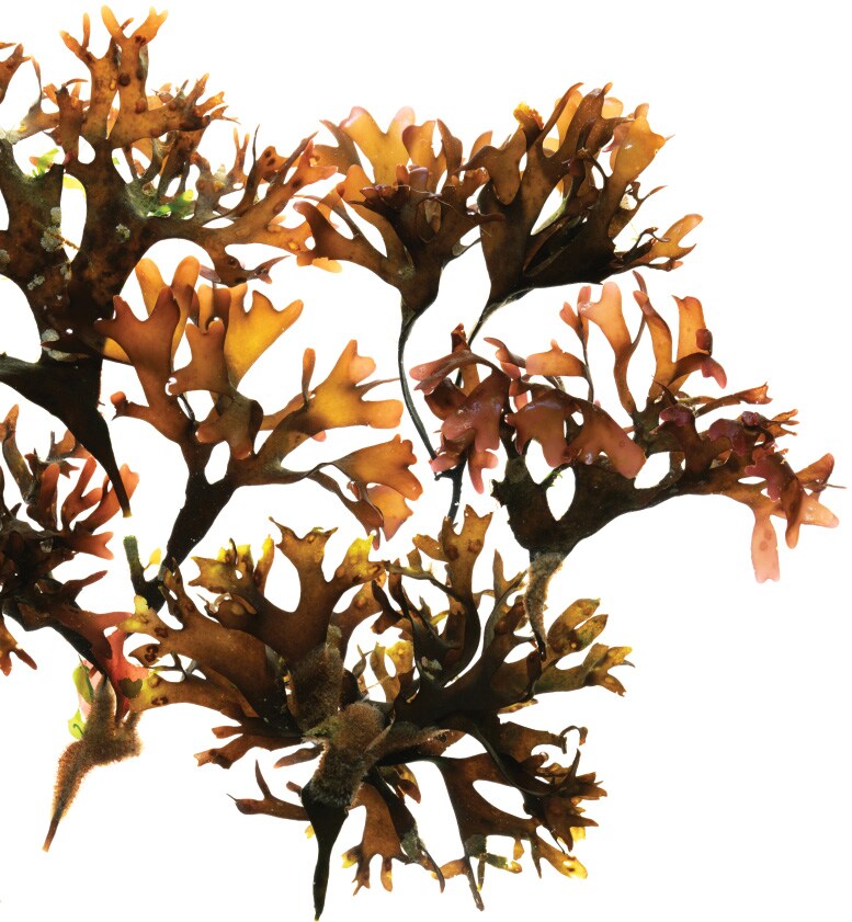 TẢO TRẮNG BIO-CERAMIC